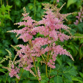 ASTILBE ARE BRESSING BEAUTY #1