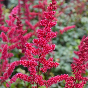 Departments - ASTILBE ARE BURGUNDY RED #1