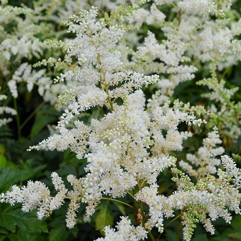 ASTILBE ARE WHITE GLORIA #1 WHT