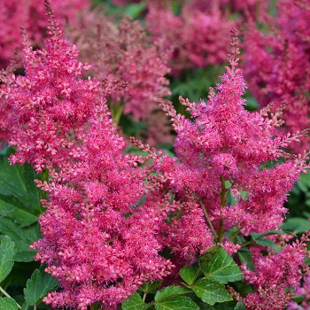 ASTILBE JAP ELIZABETH VAN VEEN#1