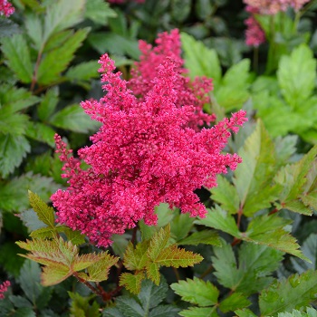 ASTILBE JAP RED SENTINEL #1 RED