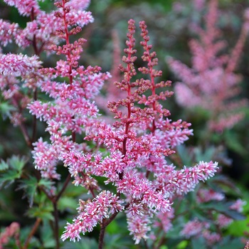 ASTILBE SIM KEY WEST#1 BURG