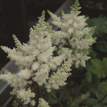 ASTILBE YOUNIQUE WHITE #1