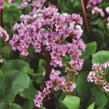 BERGENIA COR RED BLOOM #1