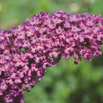 BUDDL BUZZ MAGENTA #1/7"