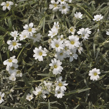 CERASTIUM TOM YO YO #1