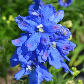 DELPH GRA BLUE MIRROR #1