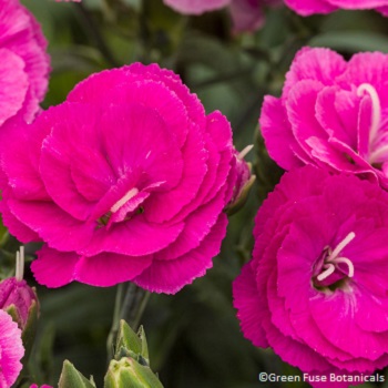 DIANTHUS CONSTANT C RASPBERRY #1