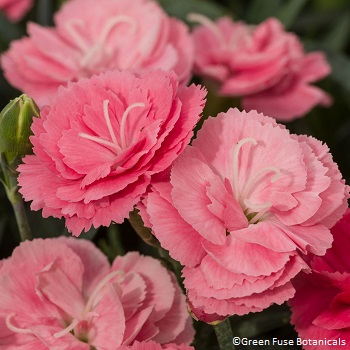 DIANTHUS CONSTANT CADE SALMON #1