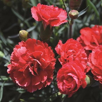 DIANTHUS EARLY BIRD CHILI #1