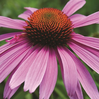 ECHINACEA PRAIRIE SPLENDOR #1