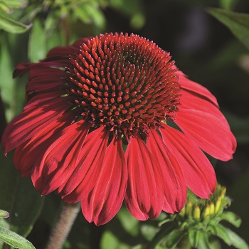 ECHINACEA SOMBREROBAJABURGUNDY#1
