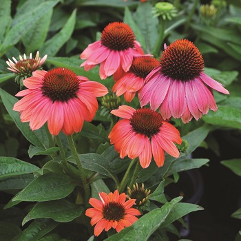 ECHINACEA SOMBRERO HOT CORAL #1