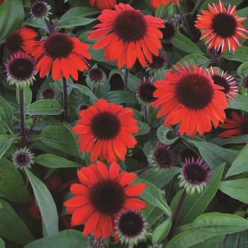 ECHINACEA SOMBRERO SANGRITA #1