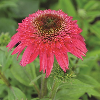 ECHINACEA DBL S RASPBERRY #1