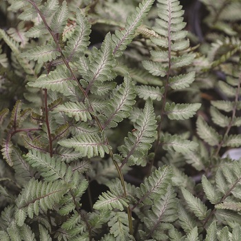 FERN ATHYR GODZILLA #1