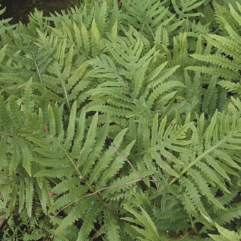 FERN ONO SENSITIVE #1