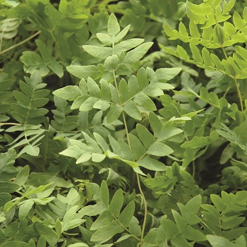 FERN OSM AMERICAN ROYAL #1