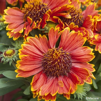 GAILLARDIA SPINTOPYELLOWTOUCH#1