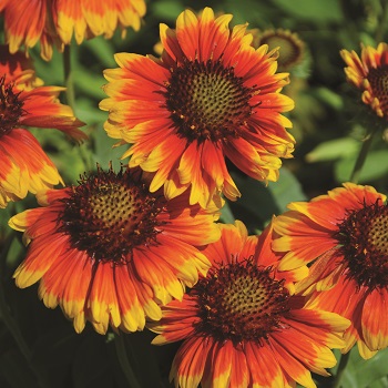 GAILLARDIA GRA MESA BRTBICOLOR#1