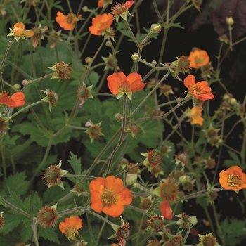 GEUM TOTALLY TANGERINE #1