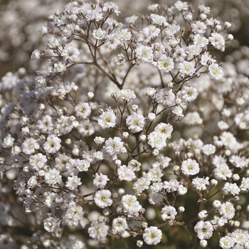 GYPSOPHILA SUMMER SPARKES #1
