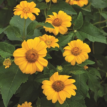 HELIOPSIS SUMMER NIGHTS #2