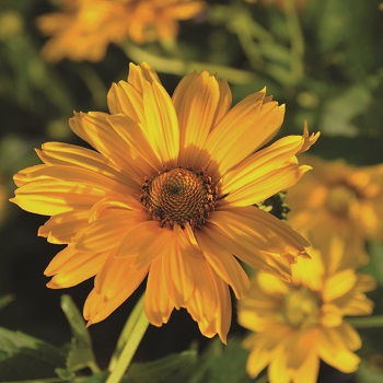 HELIOPSIS SUMMER SUN #2