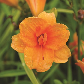 HEMER ENDLESSLILY ORANGE #1