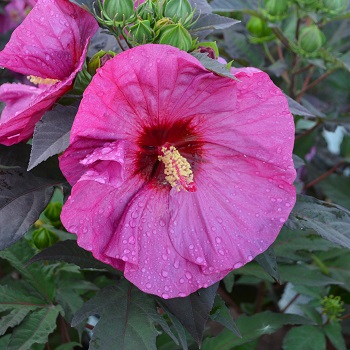 HIBISCUS BERRY AWESOME #3