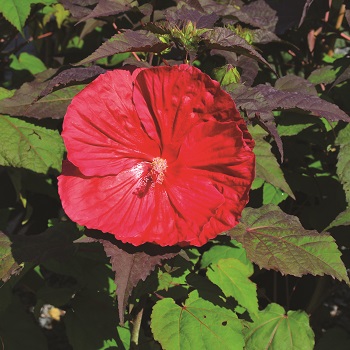 HIBISCUS MARS MADNESS #3