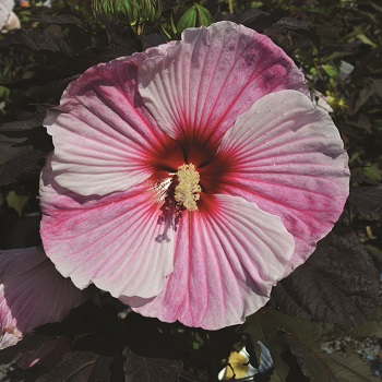 HIBISCUS STARRY STARRY NIGHT#3