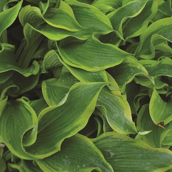 HOSTA ATLANTIS #1