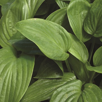 HOSTA HUMPBACK WHALE #1