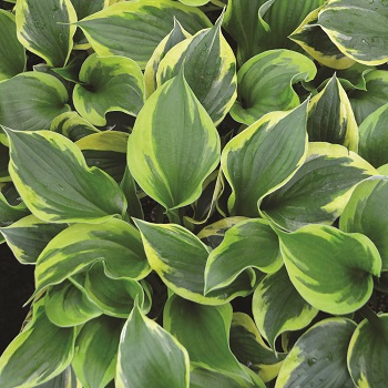 HOSTA TWILIGHT #1