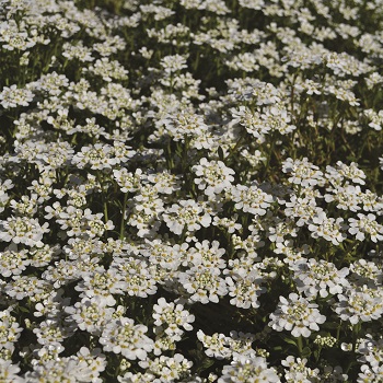 IBERIS SEM PURITY CANDYTUFT #1
