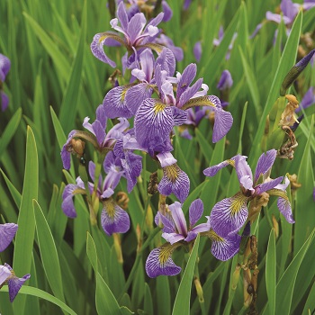 IRIS VERSICOLOR BLUE FLAG #1