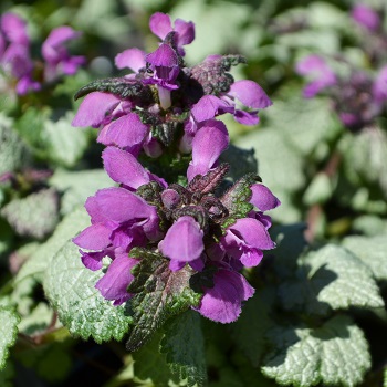 LAMIUM MAC BEACON SILVER 10C/4"