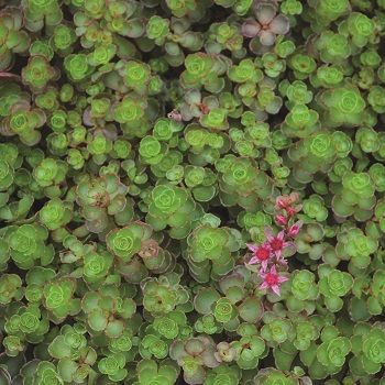 SEDUM SPU FIREGLOW 2.25"/24T